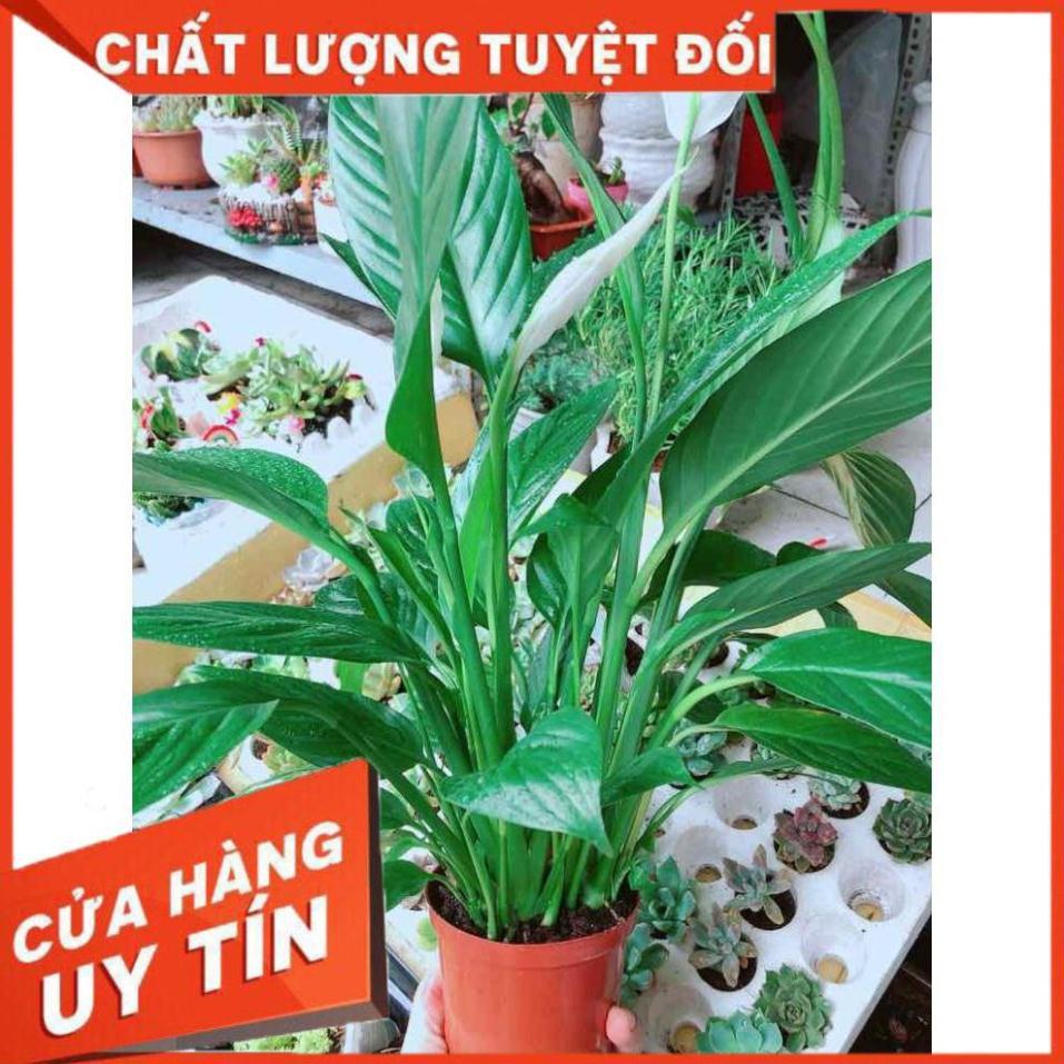 Chậu cây lan ý Nhiều Người Mua