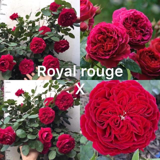 Hoa hồng Ngoại Rouge Royal Siêu Thơm - cây giống rễ trần