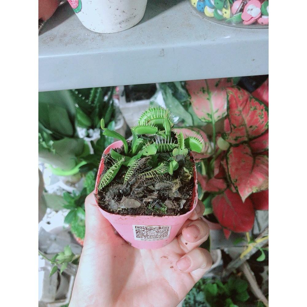 Chậu Cây Bắt Mồi