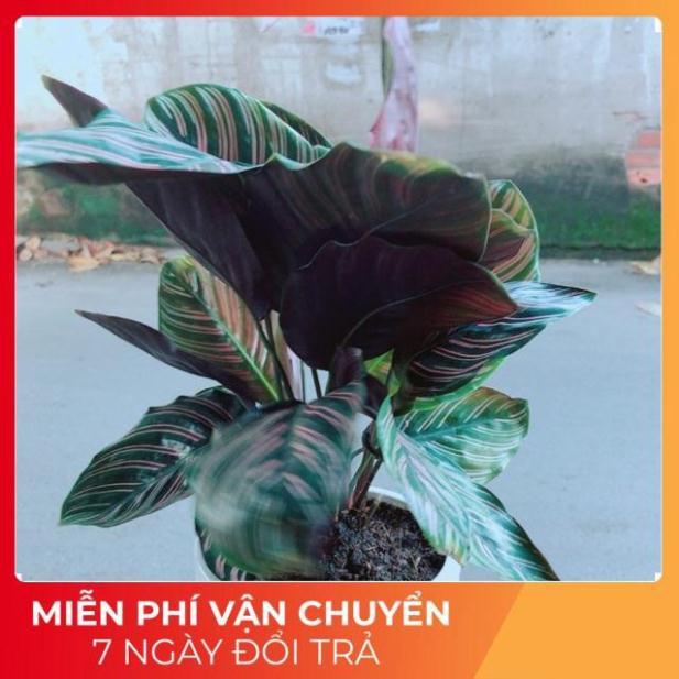 Chậu Đuôi Công Sọc Tím