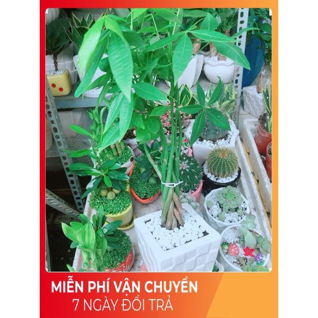 Chậu Kim Ngân 7 Thân