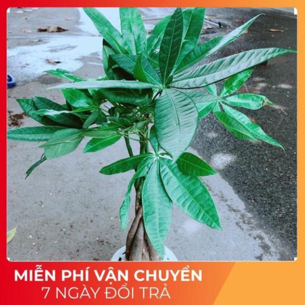 Chậu Kim Ngân 5 Thân Thắt Bính