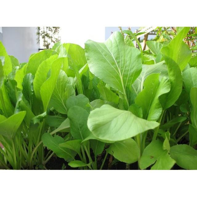 20g Hạt Giống Rau Cải Ngọt Cọng Xanh Giòn Ngọt, Năng Suất Cao, Chịu Mưa