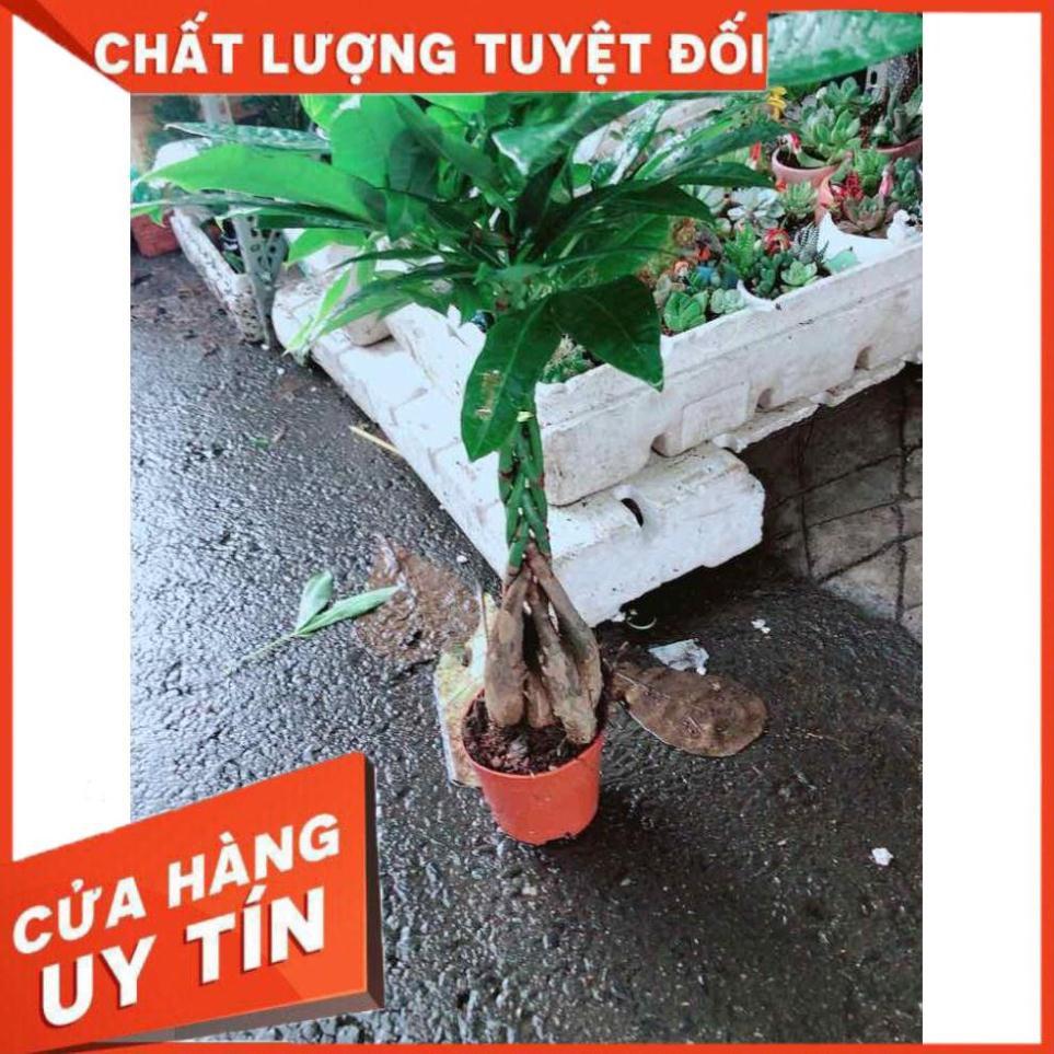 Kim Ngân 5 thân Nhiều Người Mua