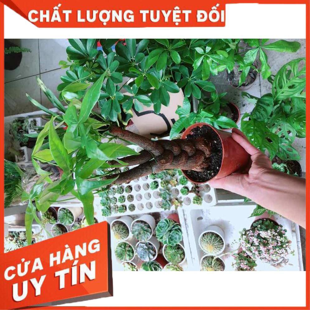 Kim ngân thắt bím 3 thân Nhiều Người Mua