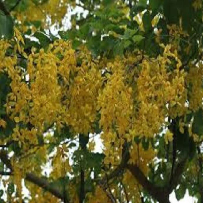 Cây MUỒNG LÁ LẠC , HOA VÀNG SAI HOA, CỰC ĐẸP - HÀNG CÂY GIỐNG