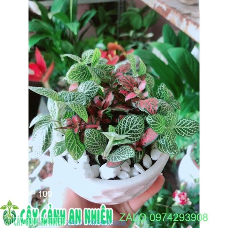 Chậu Cây Lá May Mắn