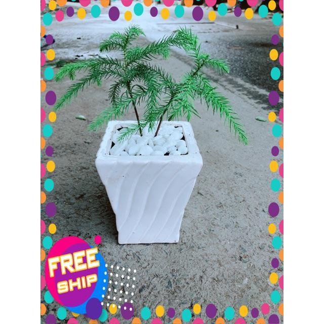 Chậu Tùng Bách Tán