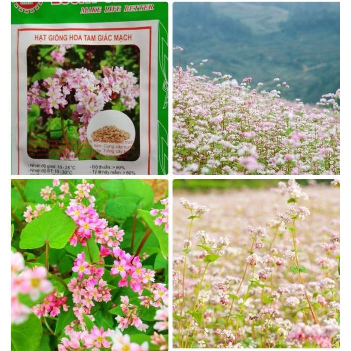 Hạt giống hoa tam giác mạch-gói 10 gram/tặng kèm gói phân bón lót
