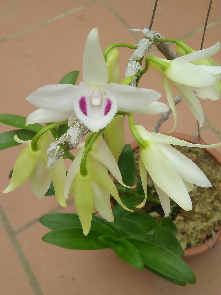 Phong lan phi điệp 5ct phú thọ