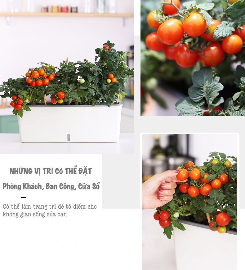 Chậu trồng cây thông minh SC06. Thiết kế 2 lớp, có chức năng cung cấp nước cho cây