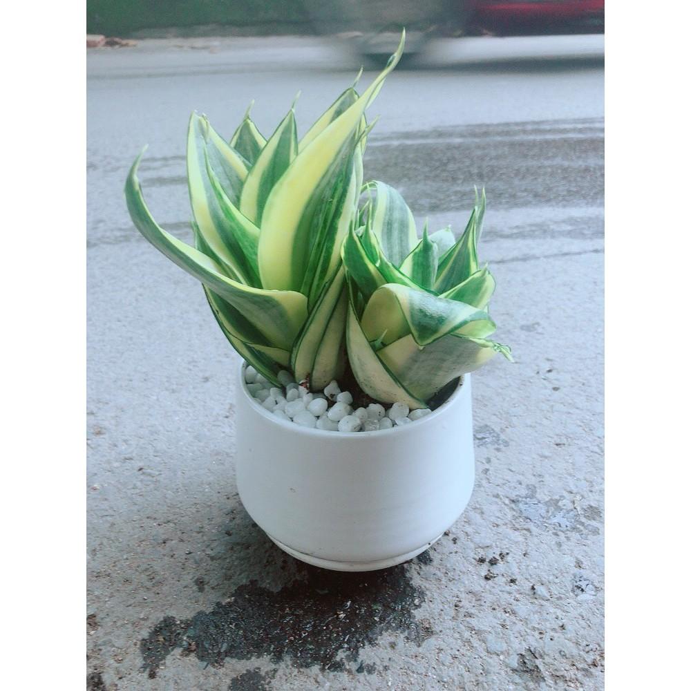 Chậu Lưỡi Hổ Thái Vàng