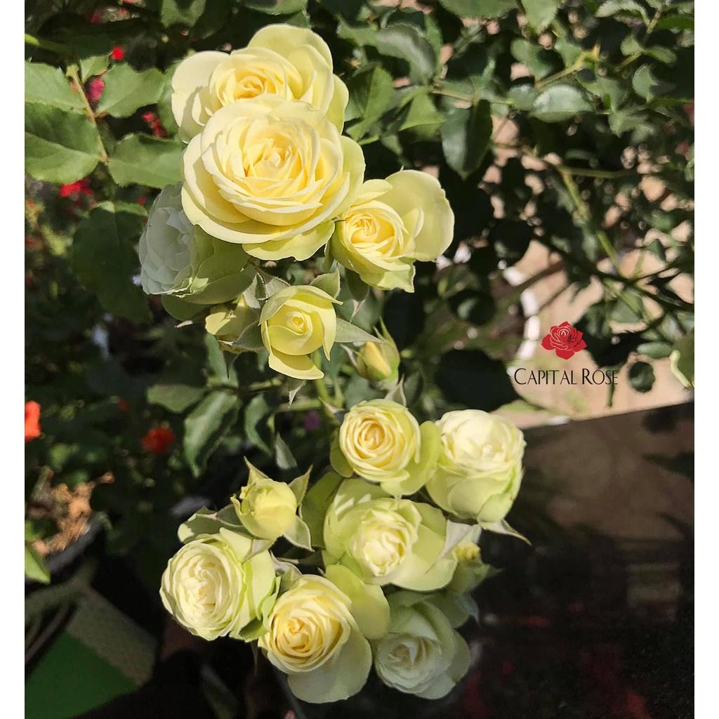 Hoa hồng ngoại Creamy Eden màu xanh bơ cốm - cây giống rễ trần