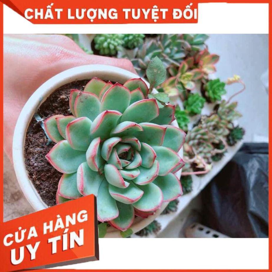 Combo sen đá viền hồng kèm chậu sứ trắng Nhiều Người Mua