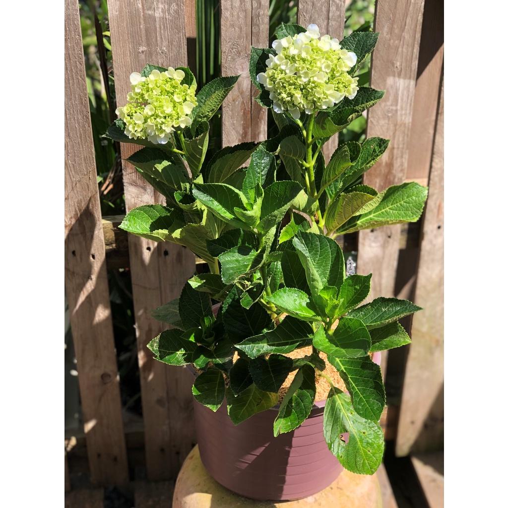 Chậu cây Cẩm Tú Cầu