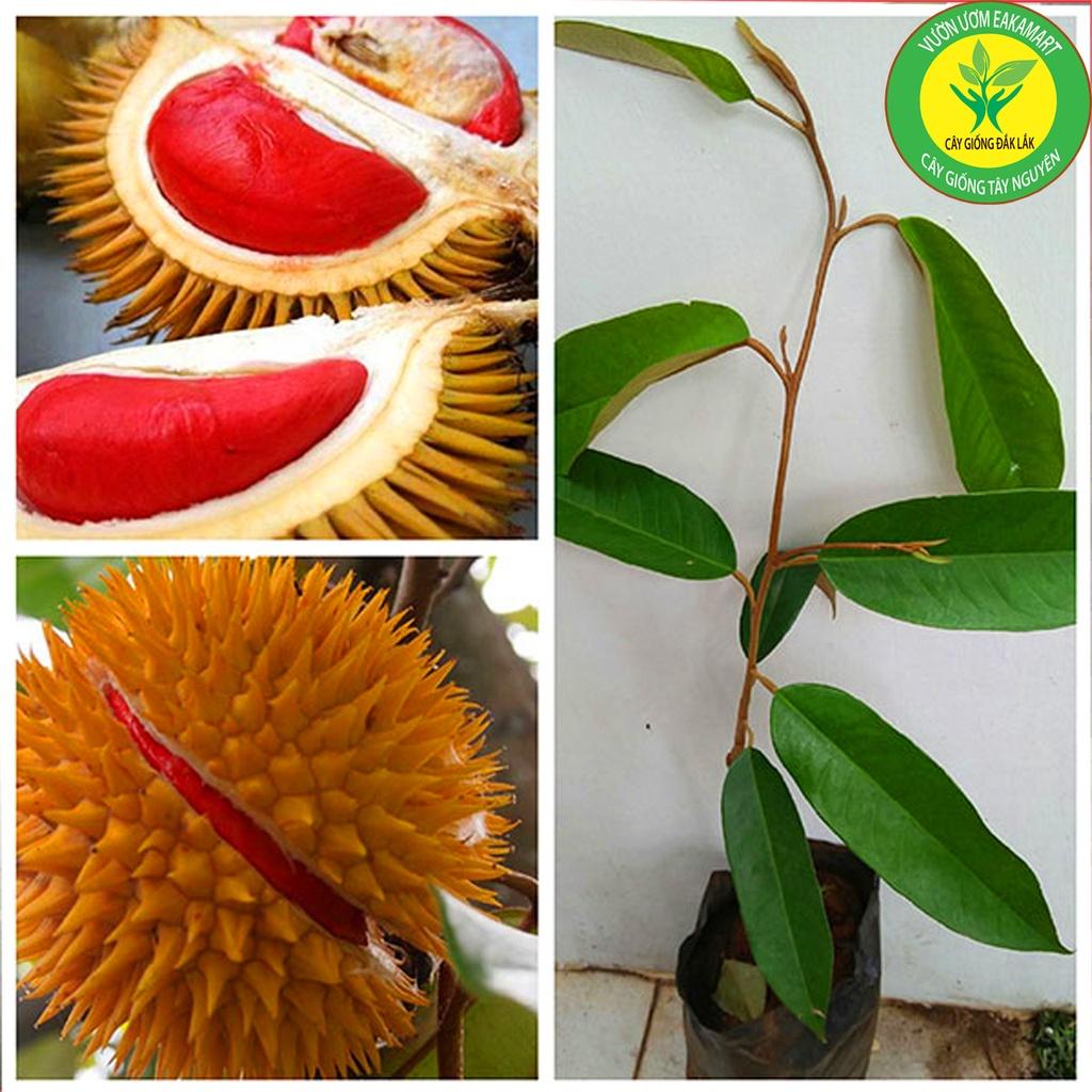 Cây sầu riêng ruột đỏ