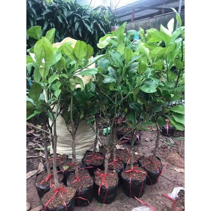 Cây giống bưởi da xanh