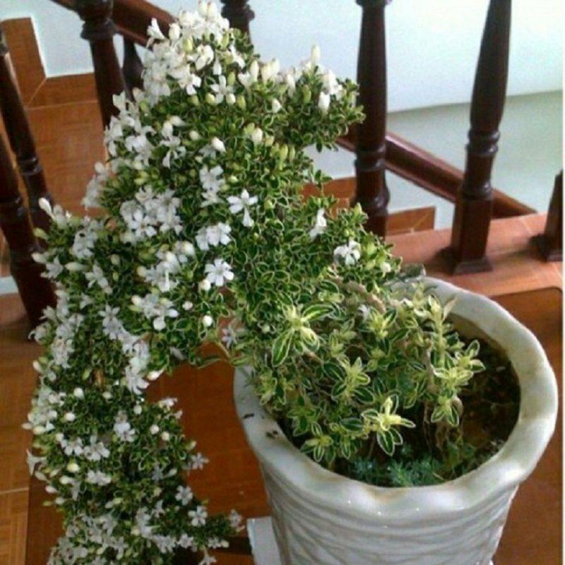 Mai bạch kim-cây giống