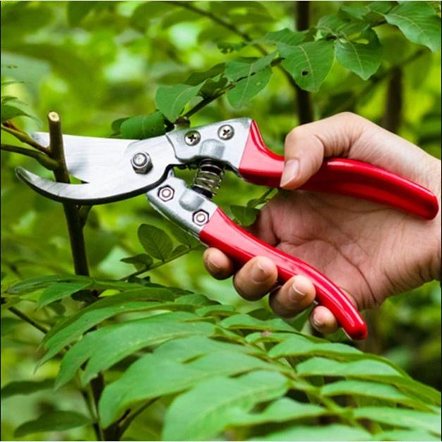 Kéo Cắt Tỉa Cành Cây Siêu Sắc SK5-V8