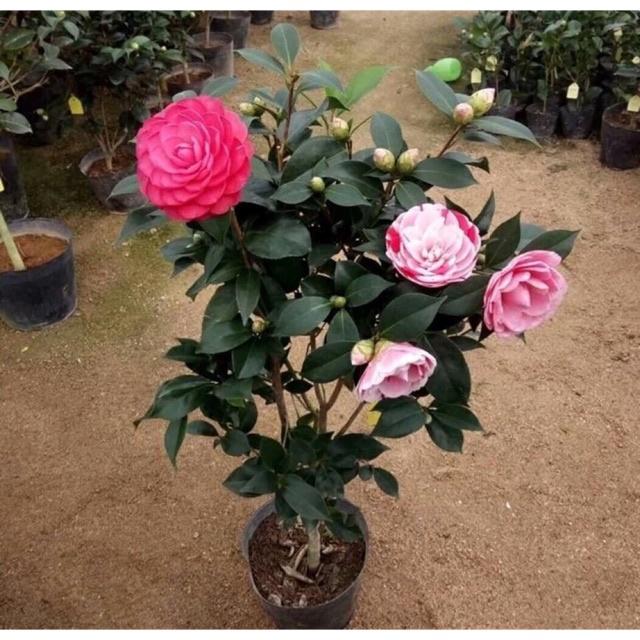 Hoa trà my ngũ sắc, chậu sẵn nụ và hoa chơi tết - cây choai