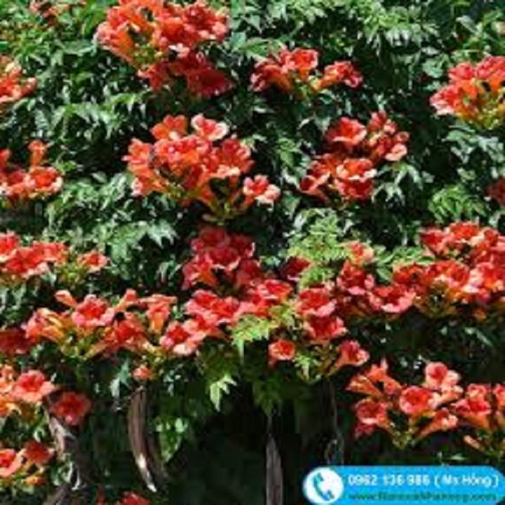 CHẬU HOA GIỐNG HOA LEO ĐĂNG TIÊU