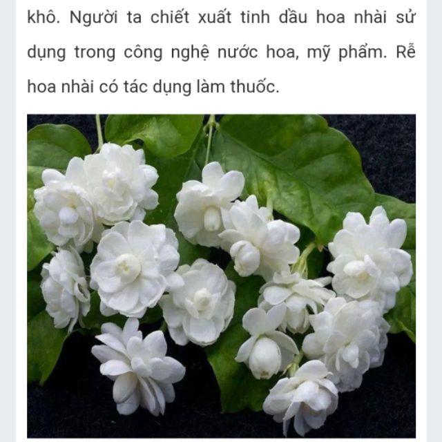 Cây giống nhài ta thơm nức