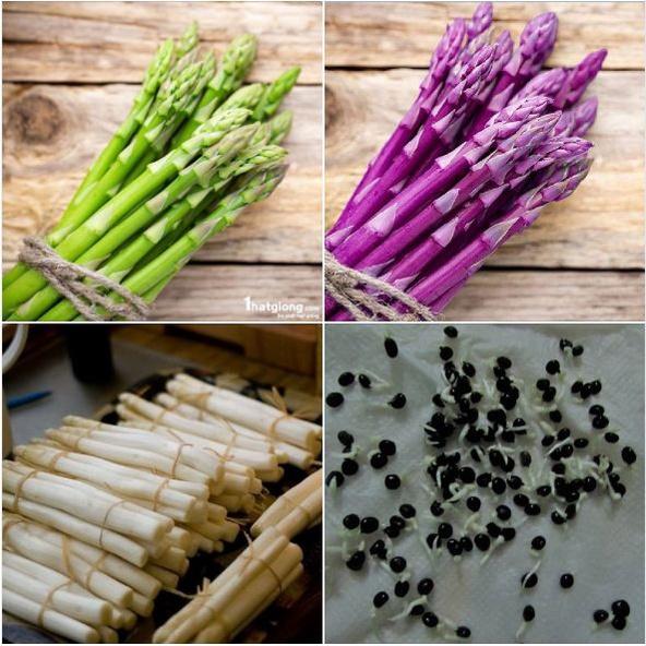 Combo 3 gói Hạt giống Măng Tây xanh, trắng, tím,-gói 20 hạt-tặng kèm gói phân bón lót