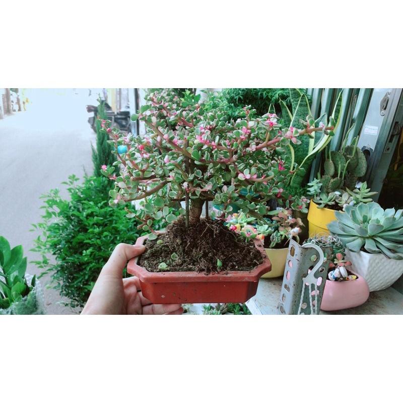 Cây Cành Vàng Lá Ngọc