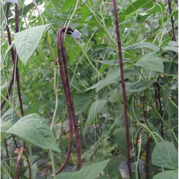 Hạt giống đậu đũa đỏ Mỹ - 1 gói 3gram