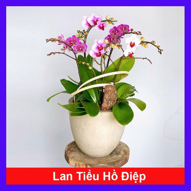 Lan tiểu hồ điệp - cây cảnh để bàn + tặng phân bón cho cây mau lớn