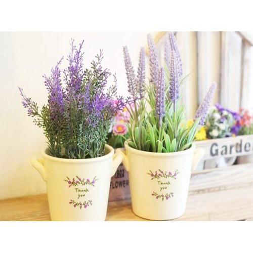 HG14 Gói 30 Hạt Giống Hoa Oải Hương Lavender