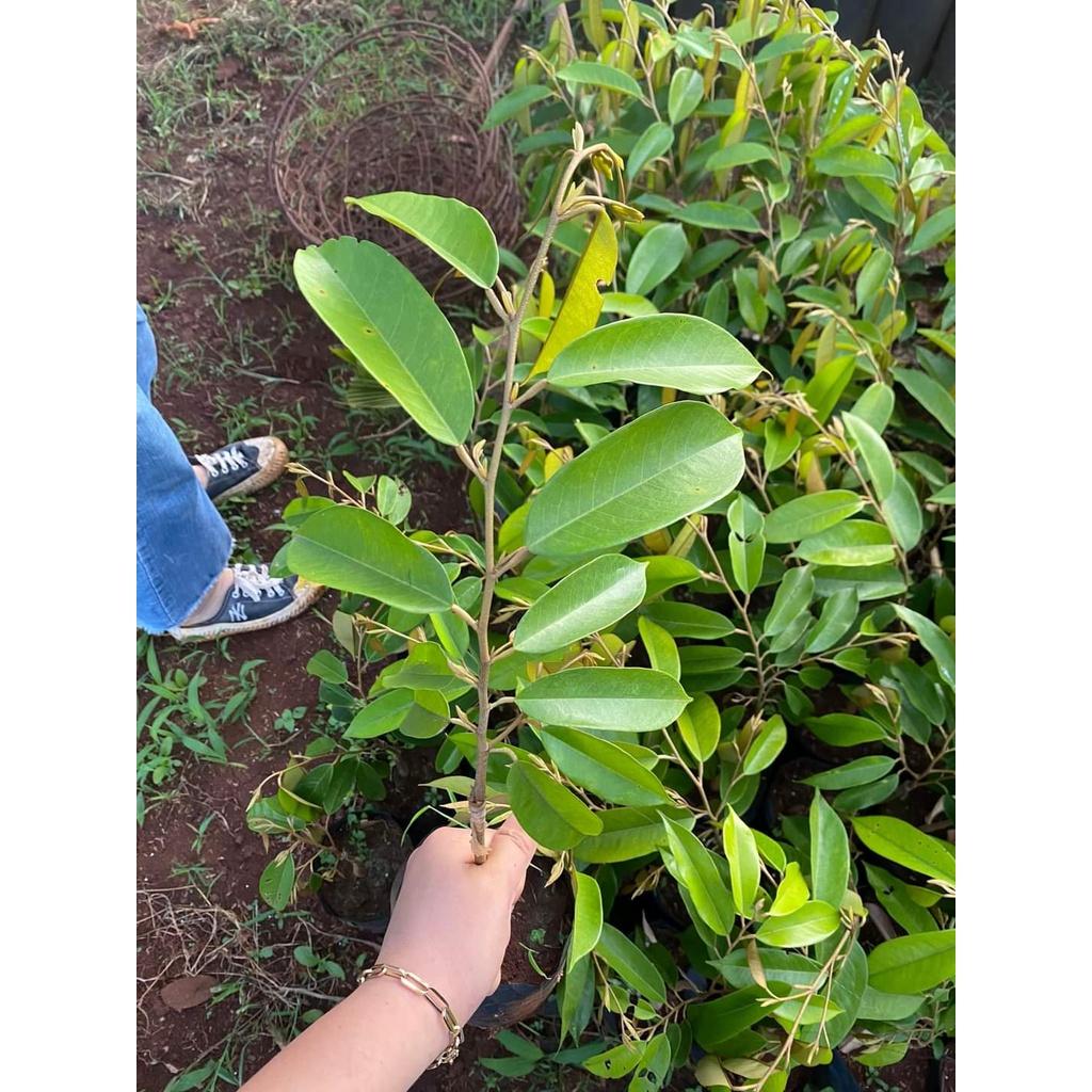 CÂY GIỐNG SẦU RIÊNG BLACK THORN