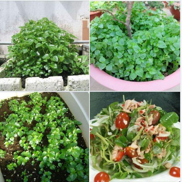 Combo 6 gói hạt giống rau các loại - tặng 1 phân bón