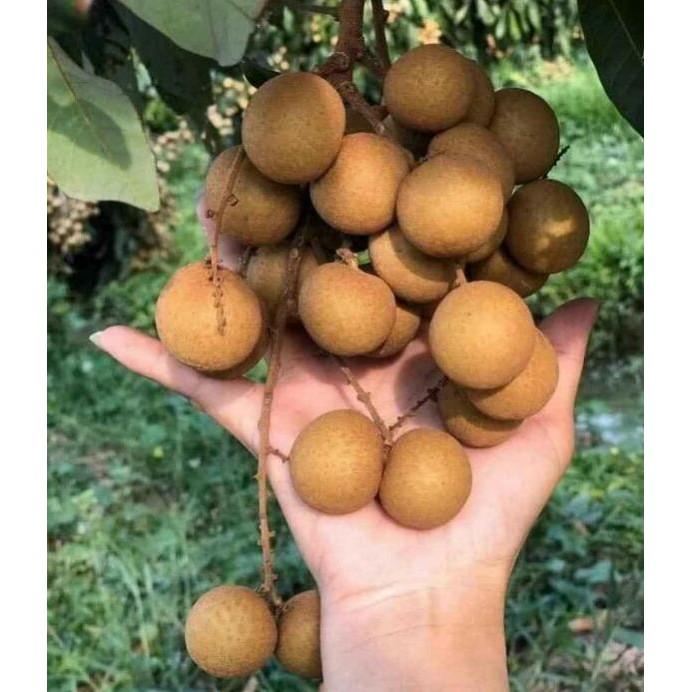 Giống nhãn indo
