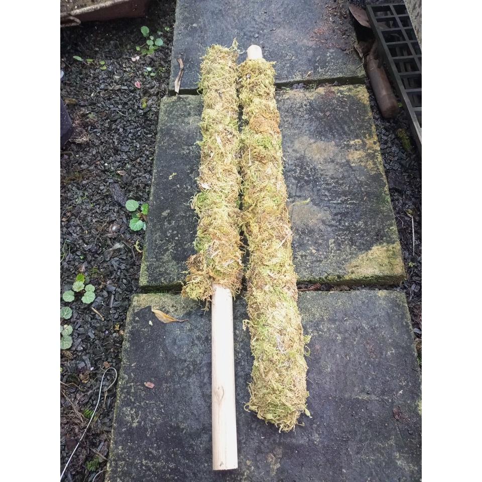 Trụ sơ Rêu 130cm,k.mãi nẹp giữ cây. Đã giặt rêu+khử trùng, thích hợp trồng cây dây leo