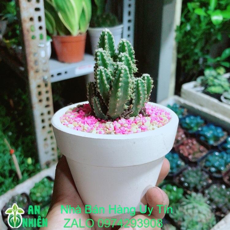 Chậu Xương Rồng Thanh Sơn