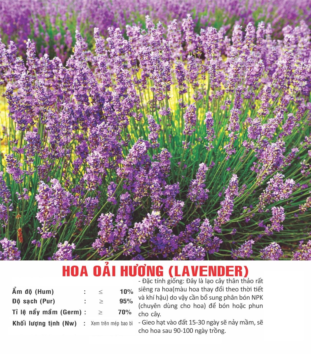 Hạt giống Hoa Oải Hương - Lavender VTP83