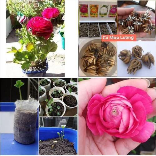 Củ giống hoa hồng mao lương màu hồng - tặng kèm viên nén ươm củ