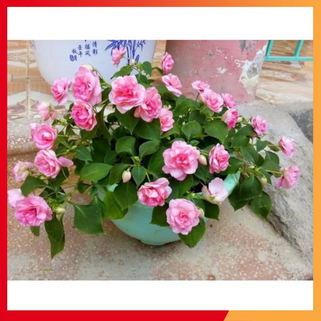 HẠT GIỐNG HOA MAI ĐỊA THẢO KÉP NHIỀU MÀU