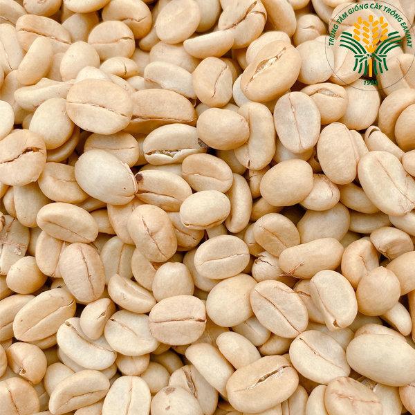 0,5 KG HẠT Giống cà phê chè THA1 CAO SẢN