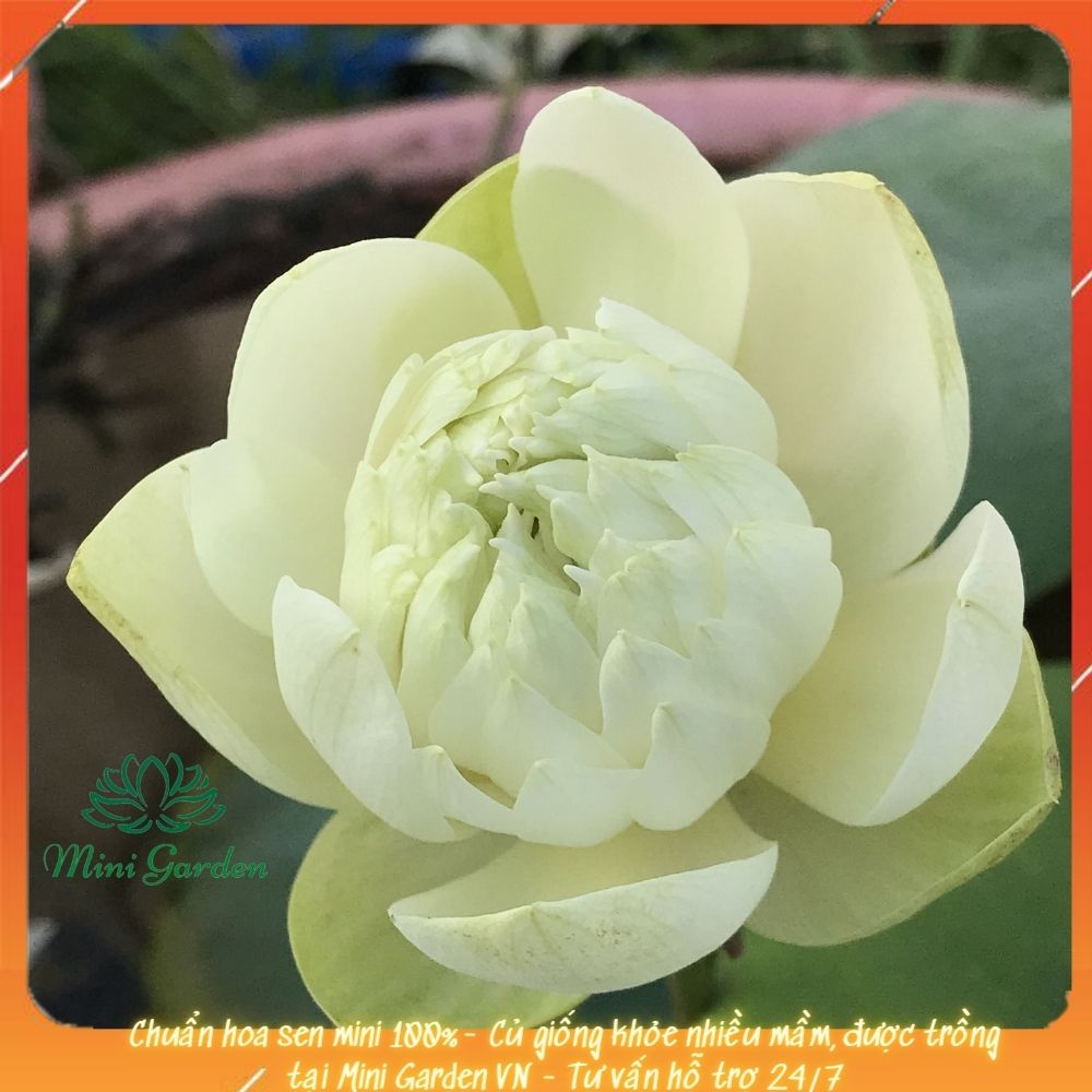 Củ Giống Hoa Sen Mini Mint Sugar Loại Hoa Màu Vàng Nhạt