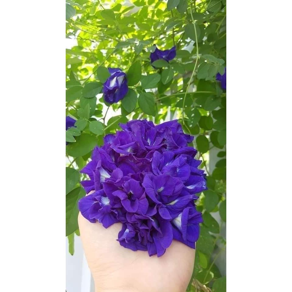 CÂY GIỐNG HOA ĐẬU BIẾC