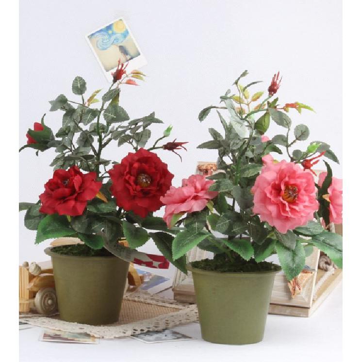 Hạt giống hoa hồng tỉ muội nhiều màu - 20 hạt/gói