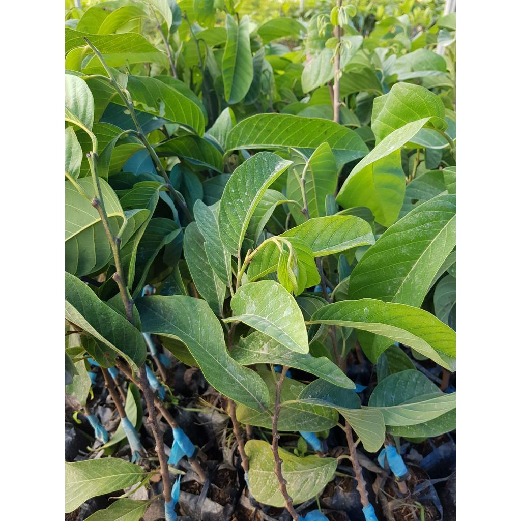 Cây giống Mãng Cầu Na Thái lan F1 Chuẩn Giống