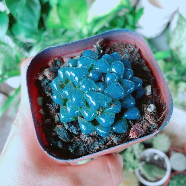 Kim Cương Xanh Dương