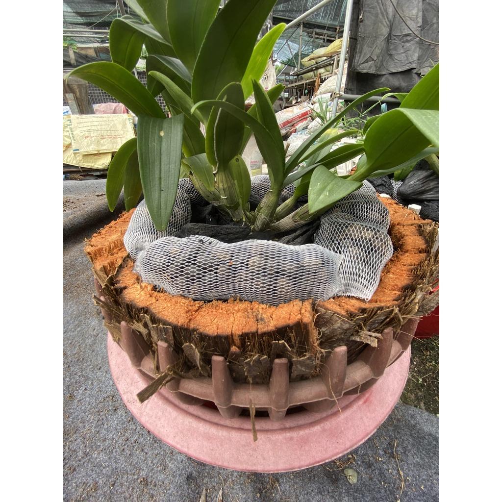Dừa cán nguyên trái  siêu