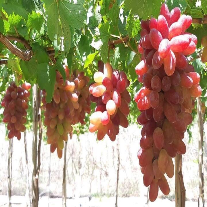 HÀNG GIỐNG CHUẨN Cây Nho Lùn