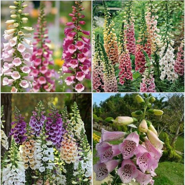 Hạt giống Hoa Mao Địa Hoàng nhiều màu/gói  50 hạt