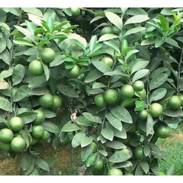 CÂY GIỐNG CHANH TRỒNG CHẬU.