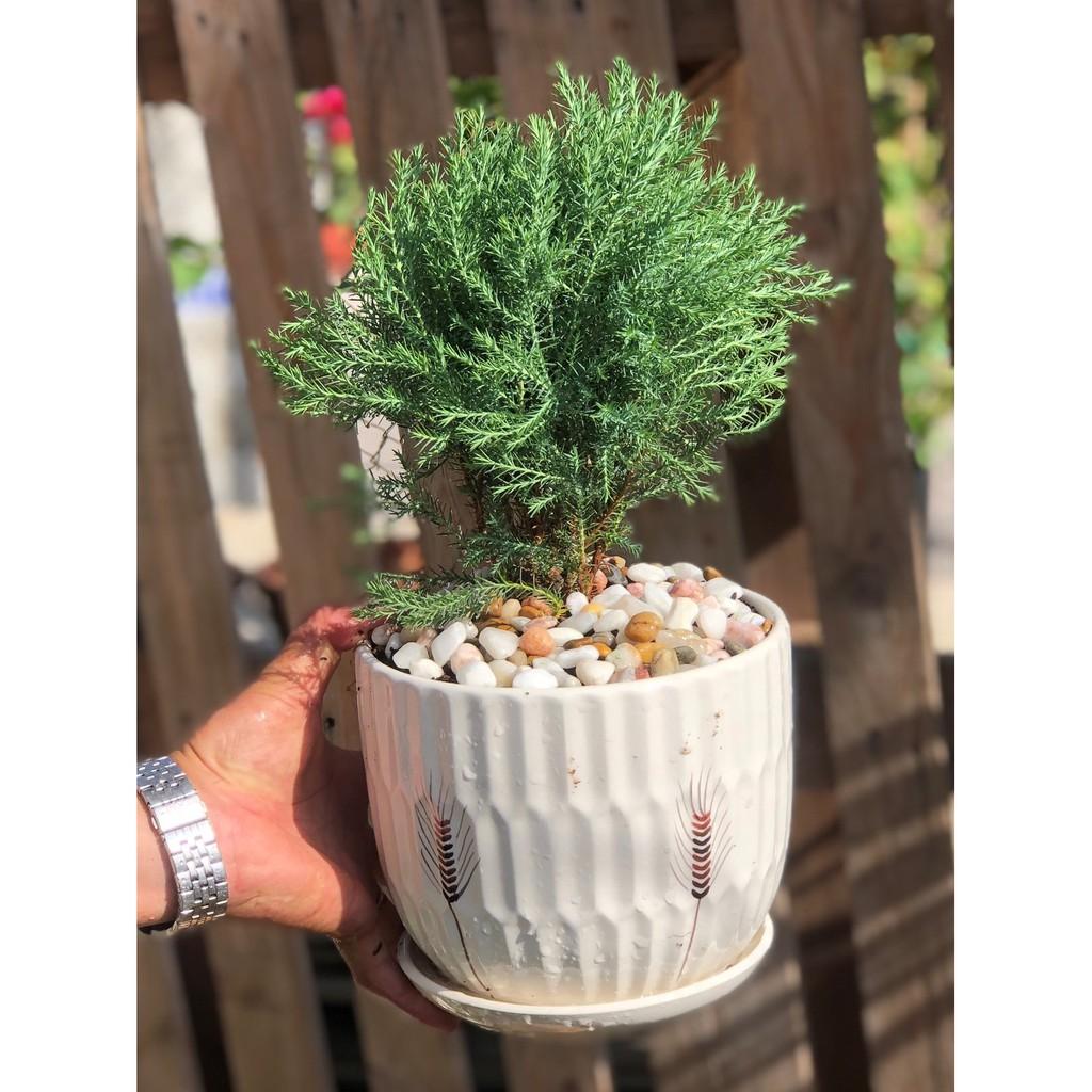 Chậu Sứ Tùng Bồng Lai để bàn